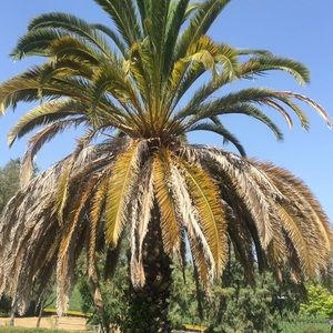 Meet your Posher, Rose